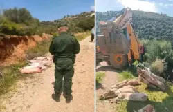 بالصور.. فراقشية الجزائر يعلنون العصيان على قرار تبون باستيراد اللحوم الحمراء